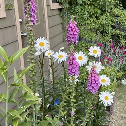 Shasta  Daisy Perennial Plants Grow In Clusters .