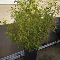 15 Galon Bamboo Plant