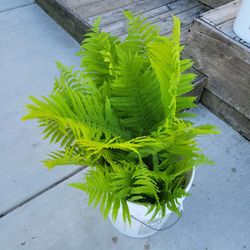 Ferns Free Plants-pick-up In Aurora Walgreen's Parking Lot At 9 N. Union St.