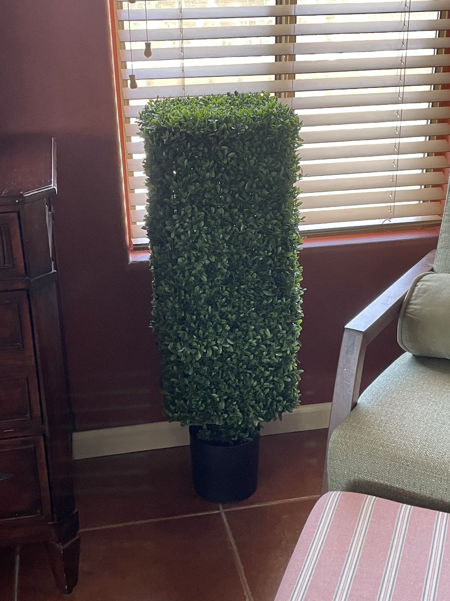 American Boxwood Topiary