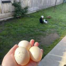 Duck Eggs 🦆