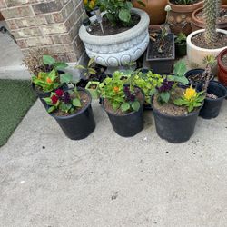 Pots And Plants 