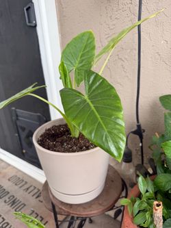 Elephant ears plant and pot