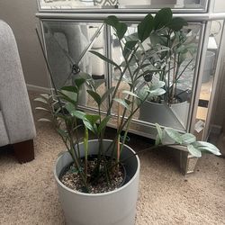 Real Plants $20