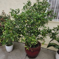 Beautiful Lemon Tree