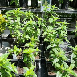 🌸 Bee Balm for Sale! 🌸