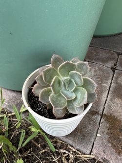 succulent plant
