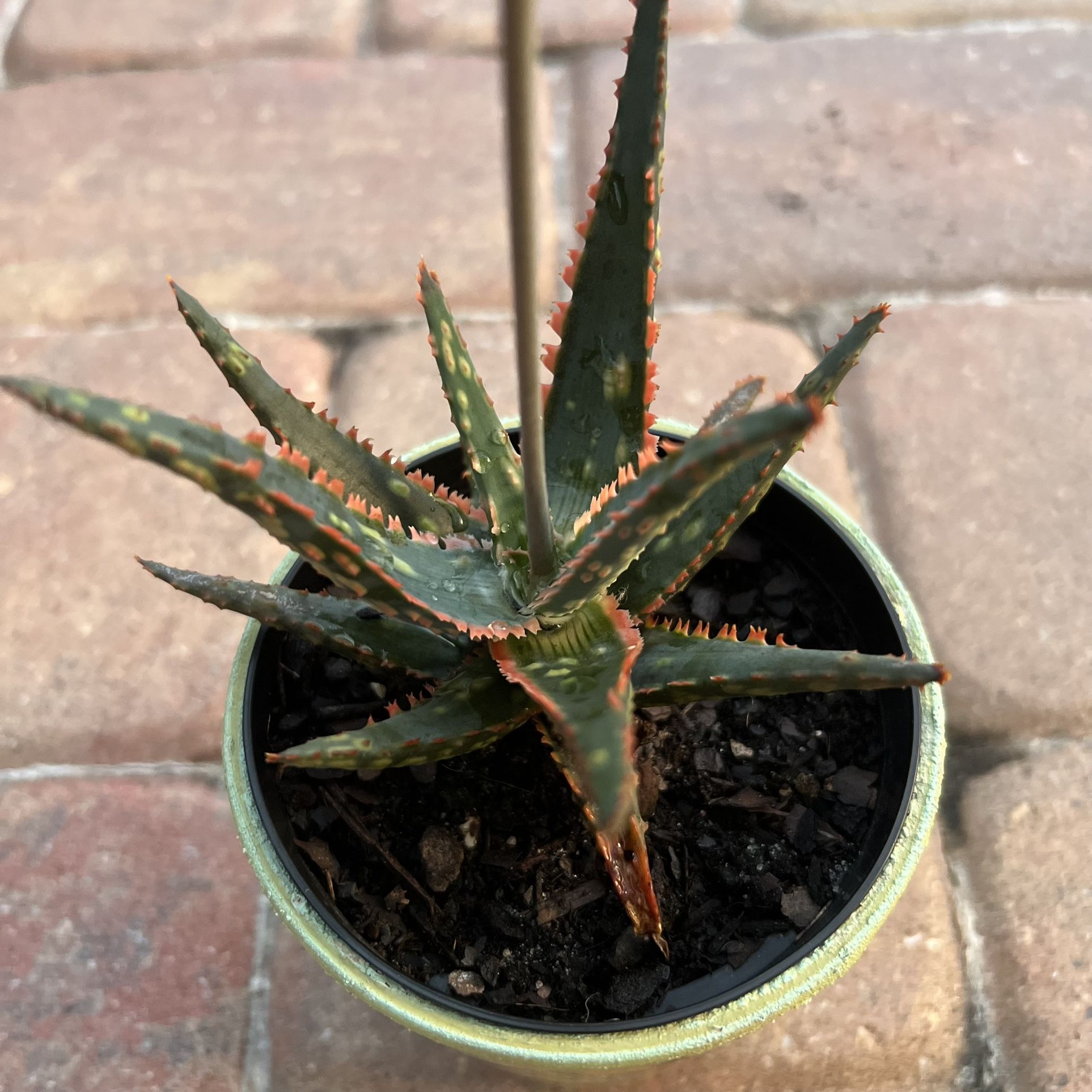 Succulent Plant 🪴
