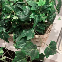 Plant In Basket