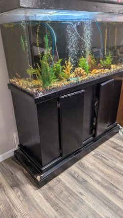 Large Glass Fish Tank with Black Stand