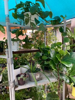 Tropical indoor houseplants