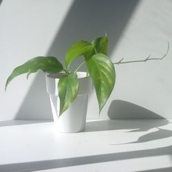 Rare Aroid Monstera Lechleriana Plant/ House Plant/ Indoor Plant/ Flower Patio Garden 