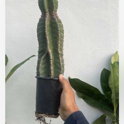 Peruvian Apple Cactus Available 