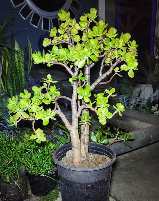 XL Sunset Jade Plant - 32" in. Tall w/ Multiple Thick Bonsai Trunks! 🌱