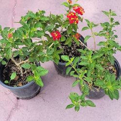 Lantana Plants Blooming Only 7 Each
