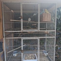 Bird Cage 