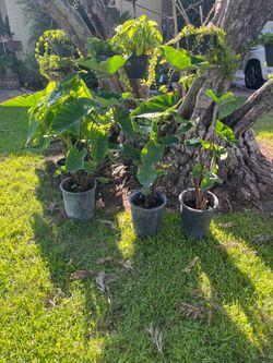 Black Elephant Ear Plants