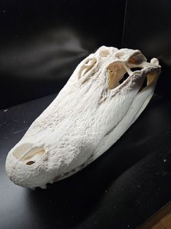 Alligator Skull