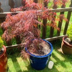 Live outdoor Japanese Maple Crimson Queen Laceleaf tree plant in a ceramic planter pot—firm price