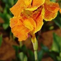 SALE! Lots Of Pond Plants On Sale For Only 10$