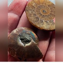 Natural Ammolite Stone Ammonia Fossil Gemstone Rainbow Inclusion 