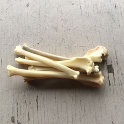 Cleaned Coyote Femurs