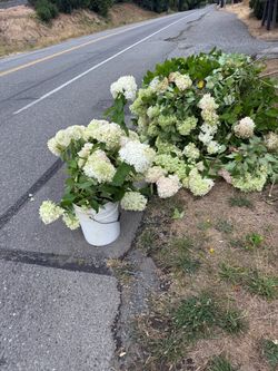 Free fresh hydrangea clippings