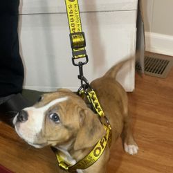 Offwhite Dog Collar Leashes 