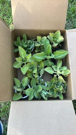 Mother of thousands plants each one $1