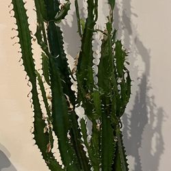 Indoor Real House Plant