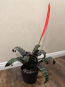 Vriesea splendens - Flaming Sword bromeliad