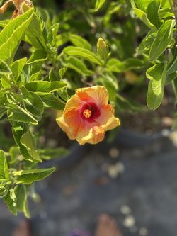 Hibiscus