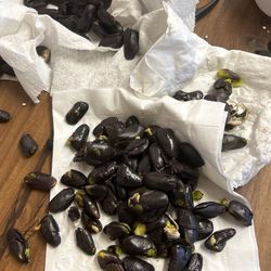 30 Pacay Seeds