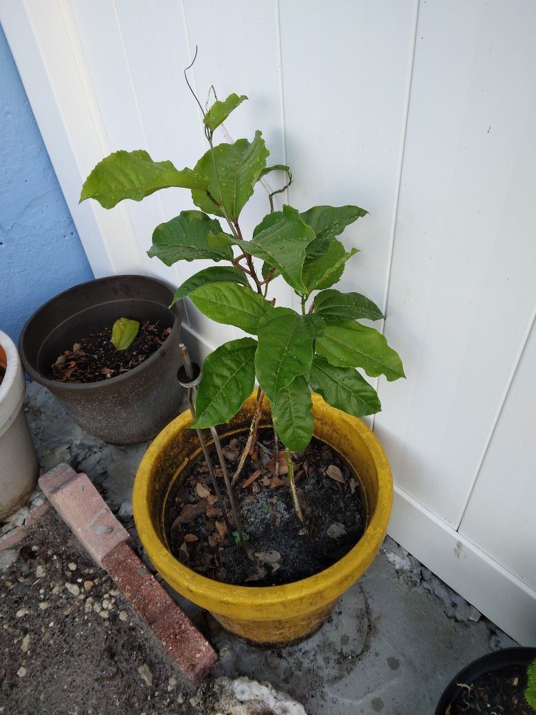Passion Fruit Plant