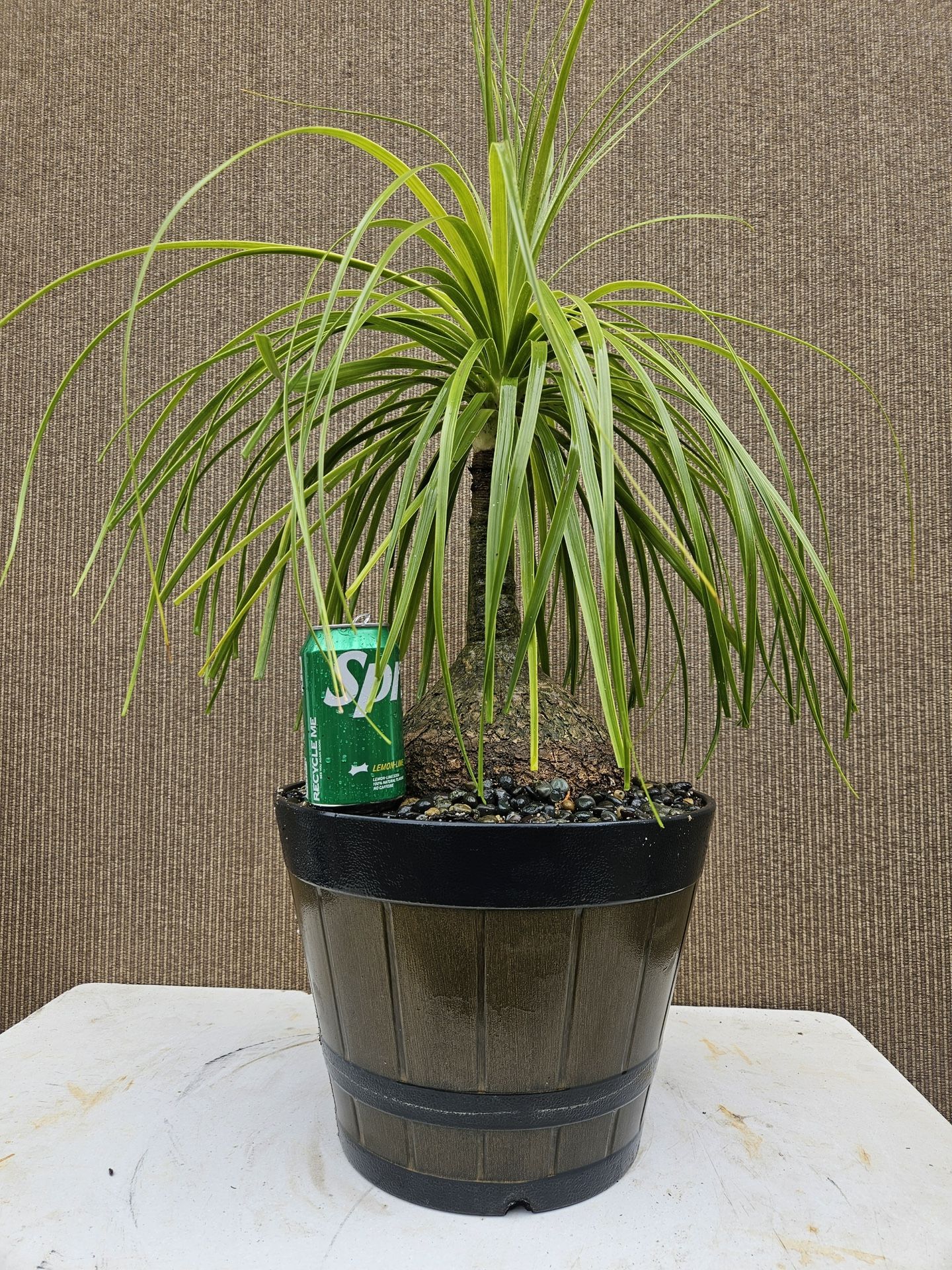 Old Ponytail Palm Bonsai Tree ( OUTDOOR and INDOOR PLANT)