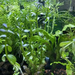 Bacopa Live Aquarium Plants
