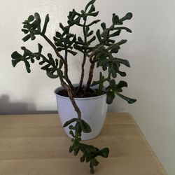 Succulent Plant