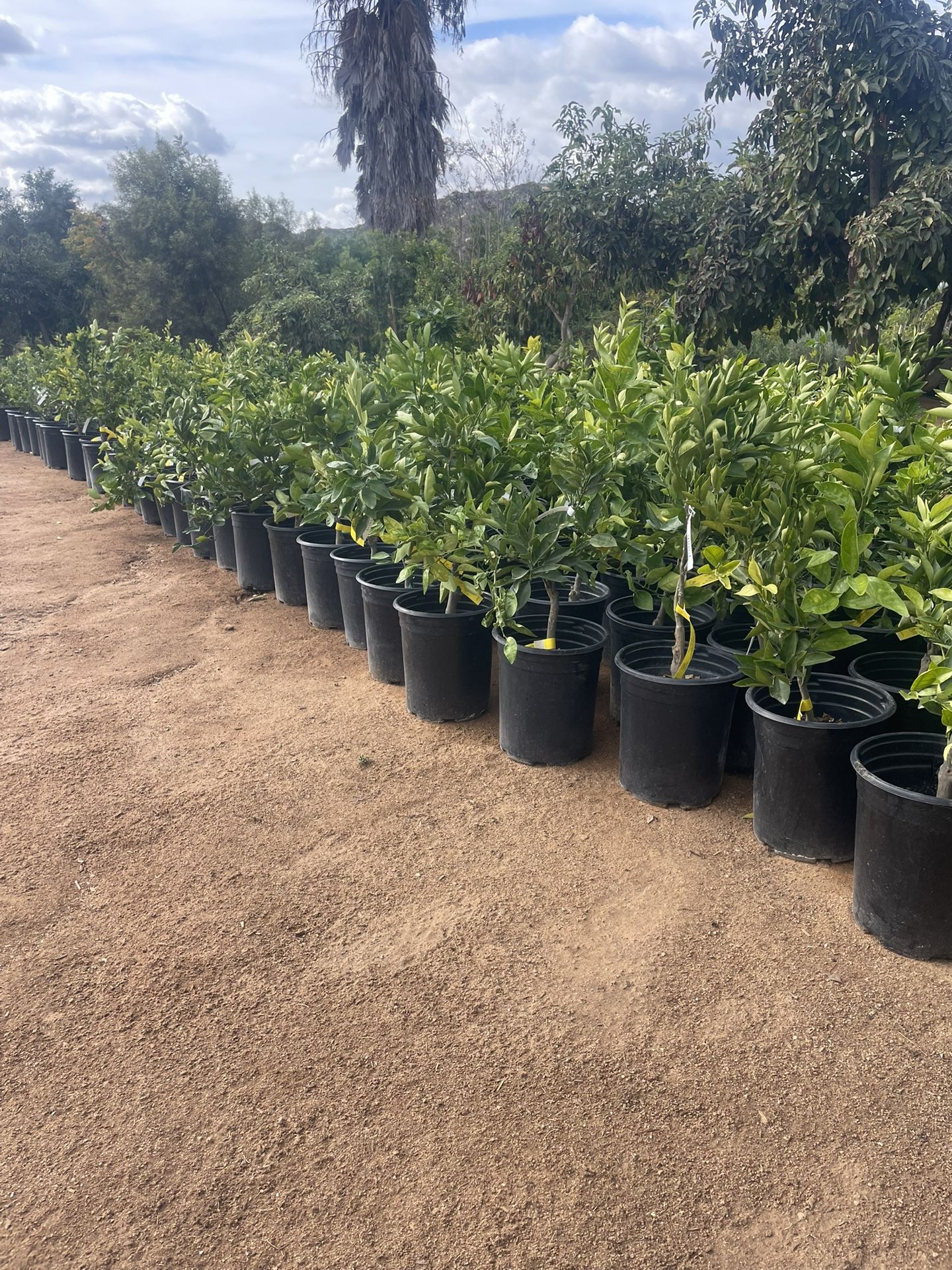 5 Gallon Size- Fruiting Age- Citrus Trees