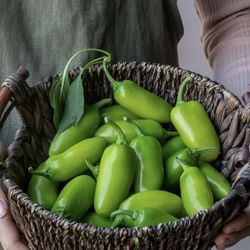 Plant starts  Jalapeño Grande ll Seedlings  $1 for 2 plants