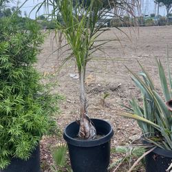 Queen Palm