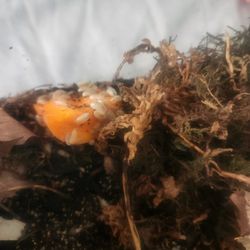 Reptile Feeders And Isopods