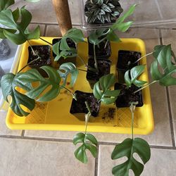 Rooted Mini Monstera