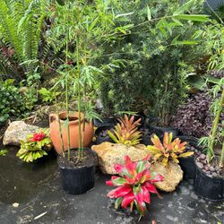 Plants/Pots/Rock