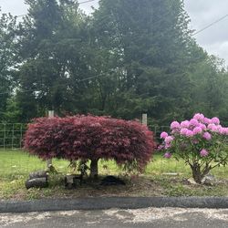 U Dig Beautiful Maple