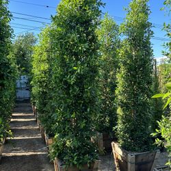 Ficus Nitida Indian Laurel Privacy Hedge