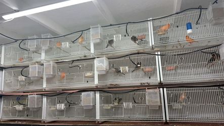 Bird Breeding Cages