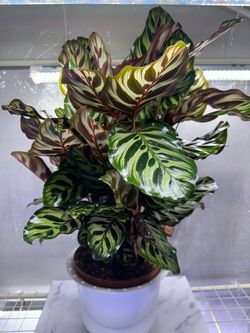 Peacock Calathea Plant - 10/12inch Pot