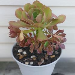 Aeonium Succulent Plant 🪴 