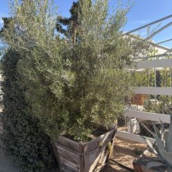 Fruit  Less Olive Tree Majestic Beauty 30 Gal