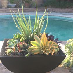 Exotic Live Plants Fit For Custom Desires